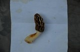 Morchella diminutiva image