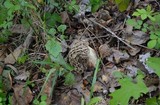 Morchella americana image