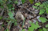 Morchella americana image