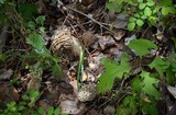 Morchella americana image