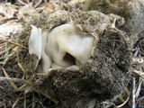 Geopora cooperi image