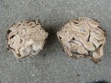 Geopora cooperi image