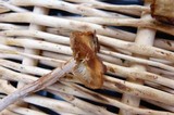 Pholiota veris image
