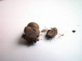 Lycogala epidendrum image