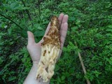 Morchella americana image