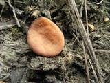 Gyromitra leucoxantha image