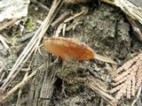 Gyromitra leucoxantha image
