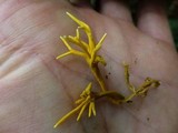 Sarophorum palmicola image