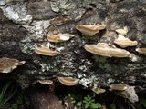 Trametes cubensis image