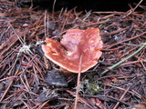 Lactarius rufus image