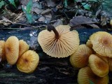 Xeromphalina tenuipes image