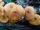 Xeromphalina tenuipes image