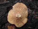 Lactarius rufus image