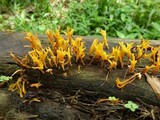 Dacryopinax spathularia image