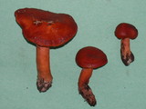Lactarius subviscidus image
