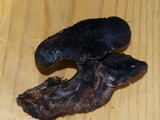 Sarcodon fuscoindicus image
