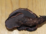 Sarcodon fuscoindicus image