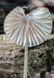 Mycena cystidiosa image