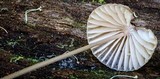 Mycena cystidiosa image