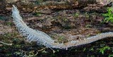 Mycena cystidiosa image