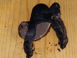 Sarcodon fuscoindicus image