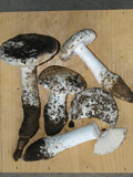 Amanita baccata image