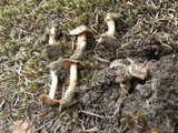 Cortinarius flavobasilis image