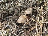 Cortinarius flavobasilis image