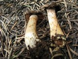 Cortinarius flavobasilis image