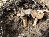 Cortinarius flavobasilis image