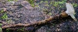 Amauroderma rude image
