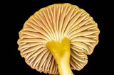 Hygrocybe miniata image