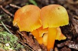 Hygrocybe miniata image