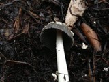Coprinopsis picacea image