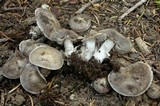 Tricholoma moseri image