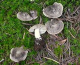 Tricholoma moseri image