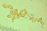 Tricholoma moseri image