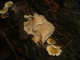 Hygrophoropsis aurantiaca image