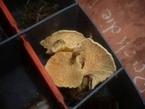 Hygrophoropsis aurantiaca image