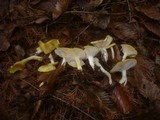 Hygrophorus lucorum image