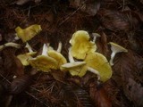 Hygrophorus lucorum image