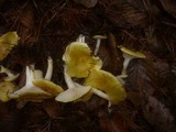 Hygrophorus lucorum image