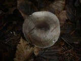 Hygrophorus pustulatus image