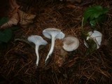 Hygrophorus pustulatus image
