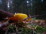 Hygrophorus speciosus image