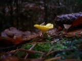 Hygrophorus speciosus image
