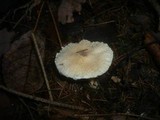 Lepiota clypeolaria image