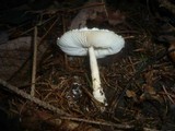 Lepiota clypeolaria image
