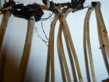 Psathyrella corrugis image