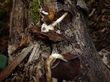 Psathyrella piluliformis image